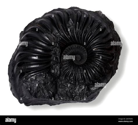 when did ammonites first appear.